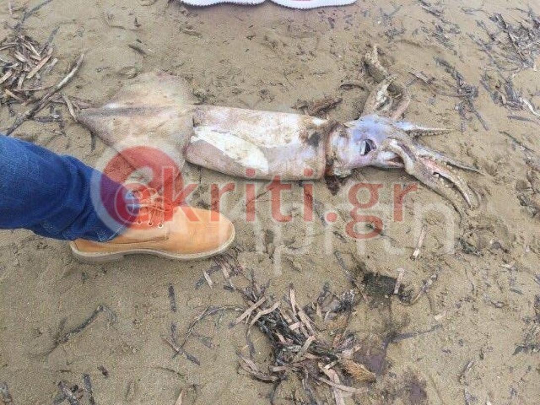 καλαμαρι ρεθυμνο