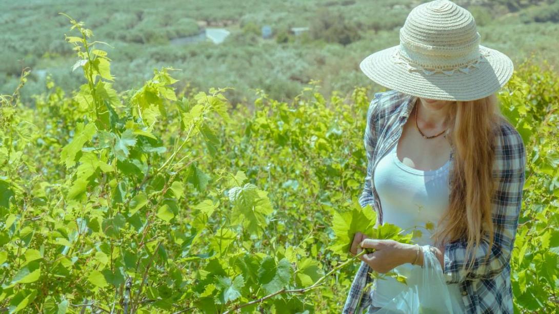 αμπελόφυλλα 2