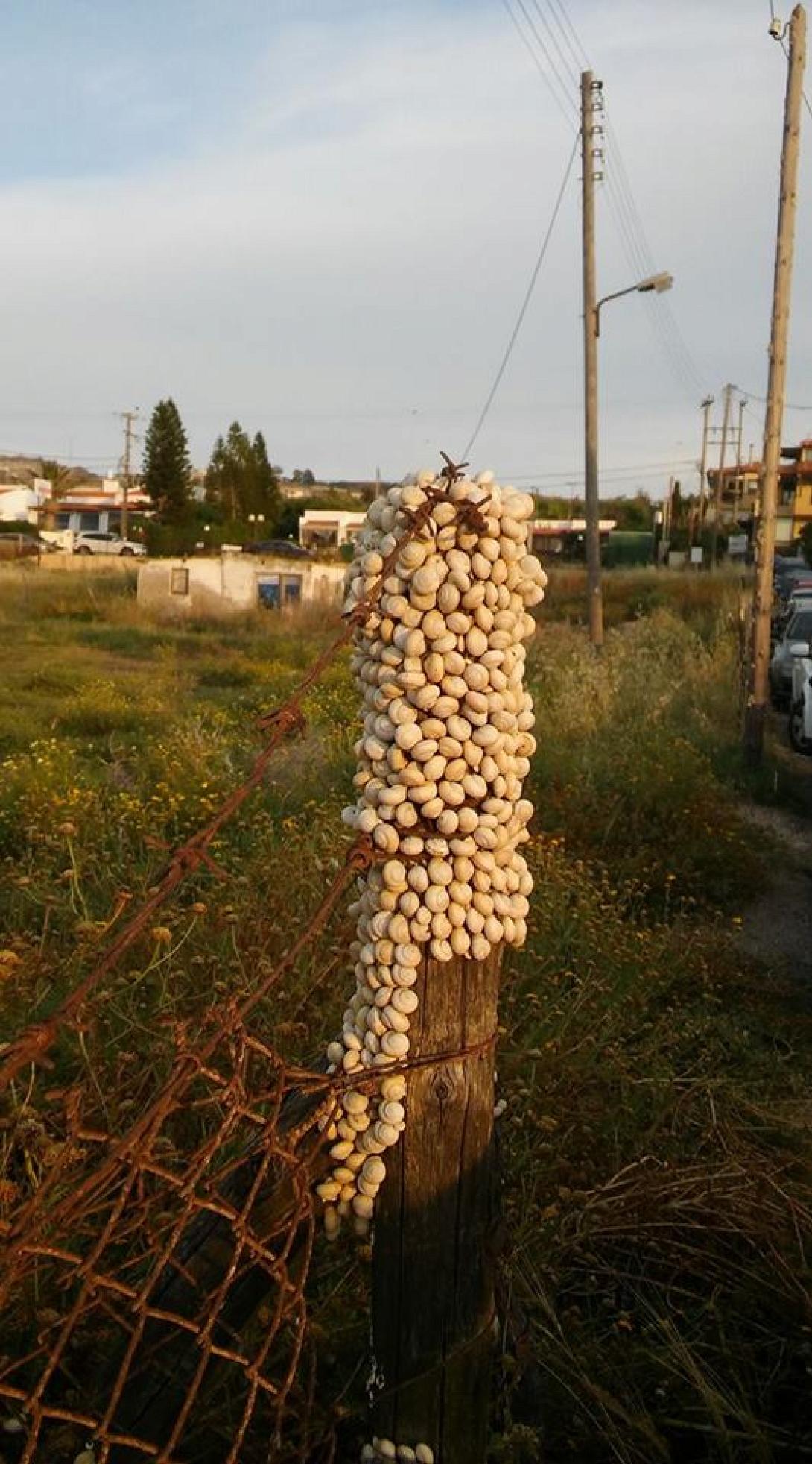 σαλιγκάρια 