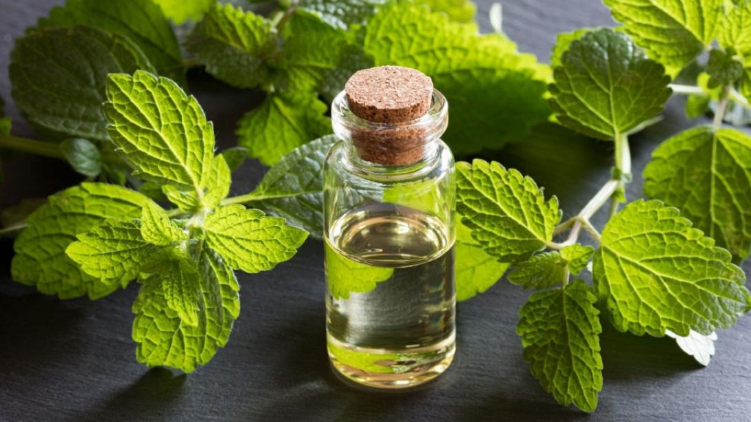 μελισσοχορτο