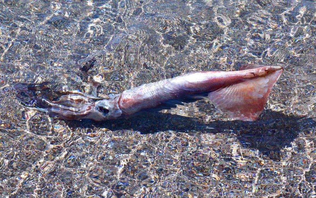 καλαμάρι γίγας