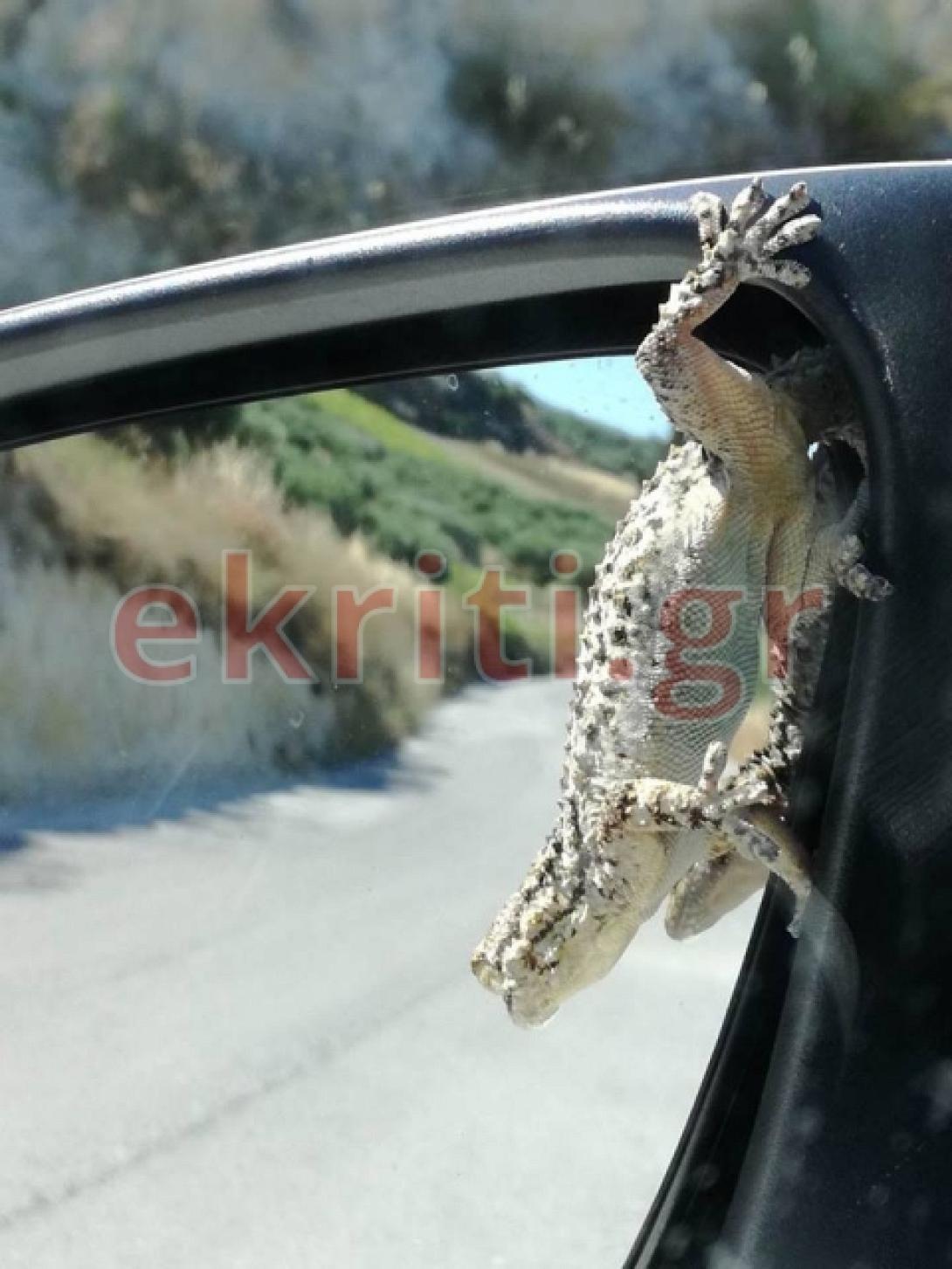 σαμιαμίδι 1