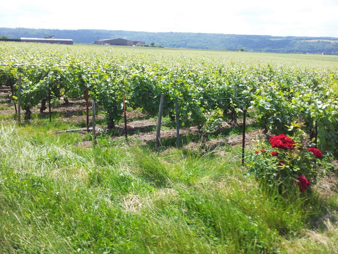 ΚΕΟΣΟΕ: Ωφελούνται από τη νέα ΚΑΠ οι αμπελουργοί 