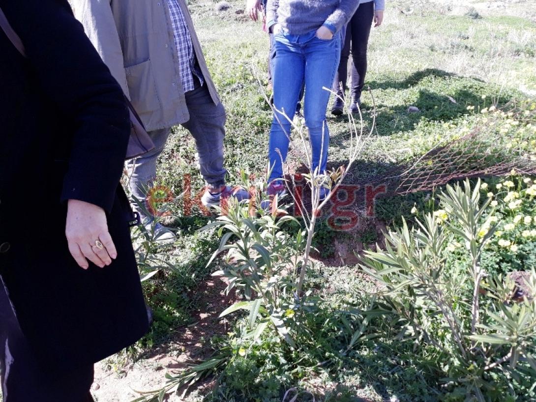 φράκτης αμνισός