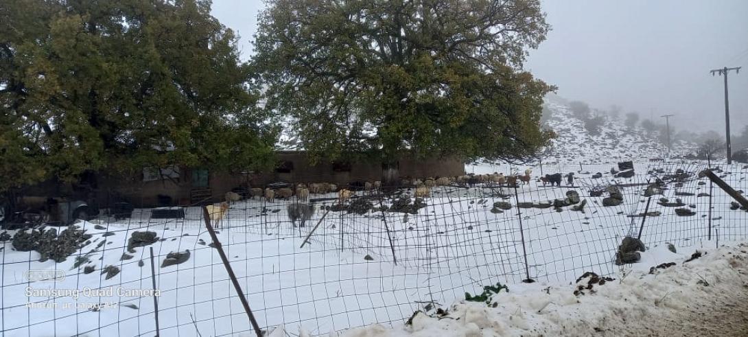 ΧΙΟΝΙΑ ΠΡΟΒΑΤΑ