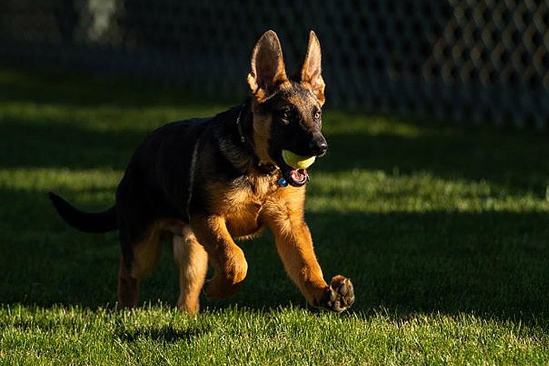 τζο μπάιντεν σκύλος