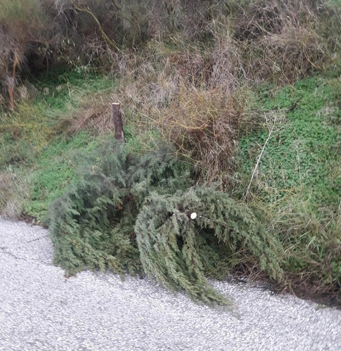 κοπή δέντρου