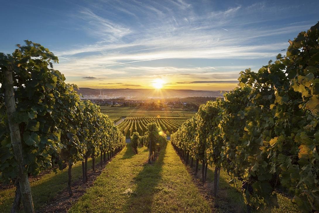 αναμπέλωση