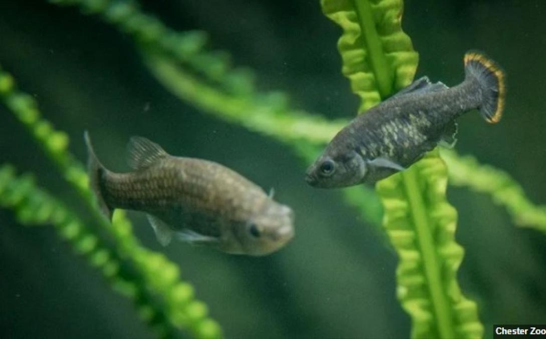 ψαρι τεκιλα