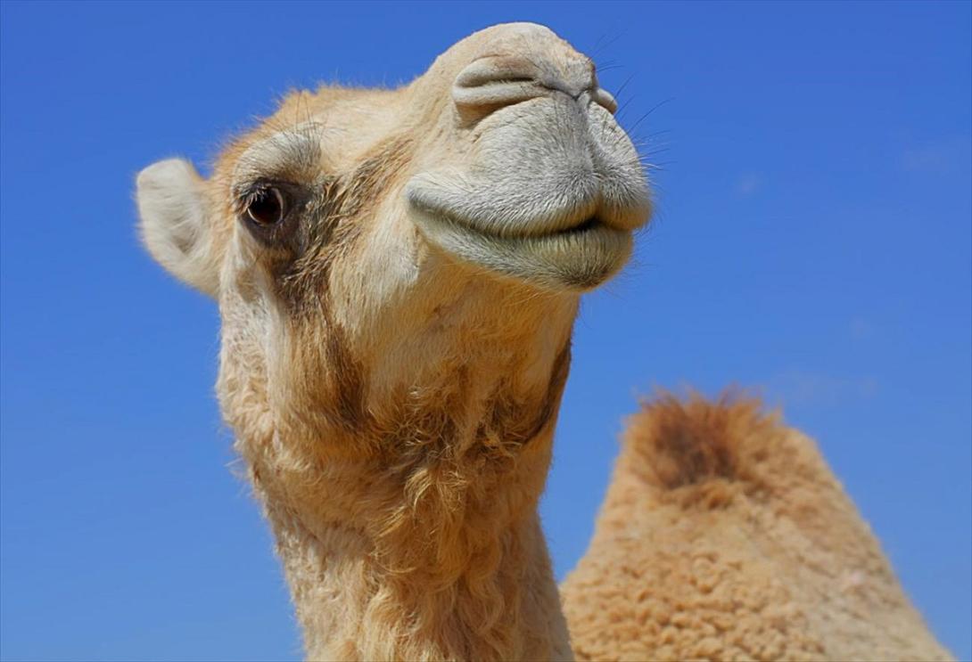 καμηλα