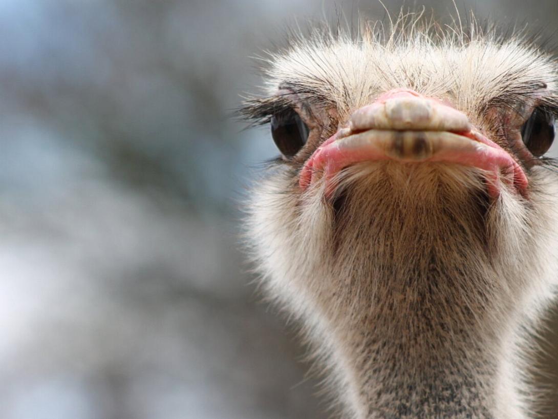 στρουθοκάμηλος