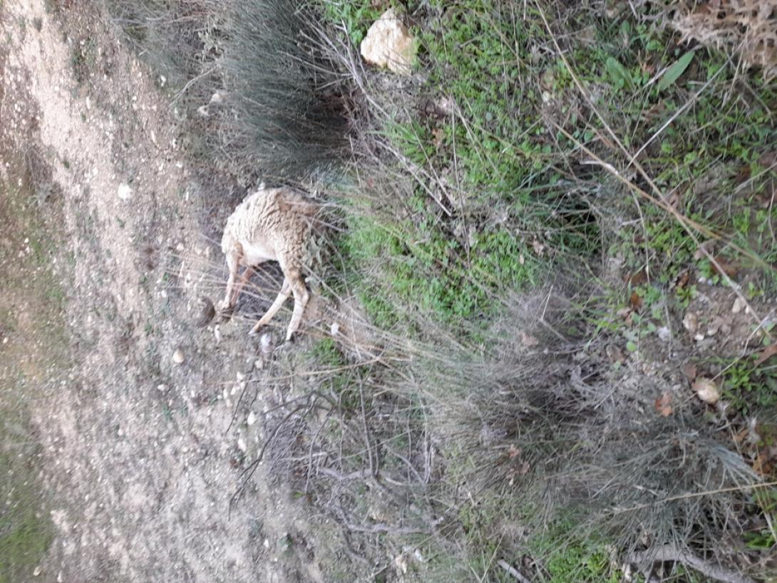 Η στάνη βρίσκεται στην περιοχή του Αγίου Θωμά στο Ηράκλειο.