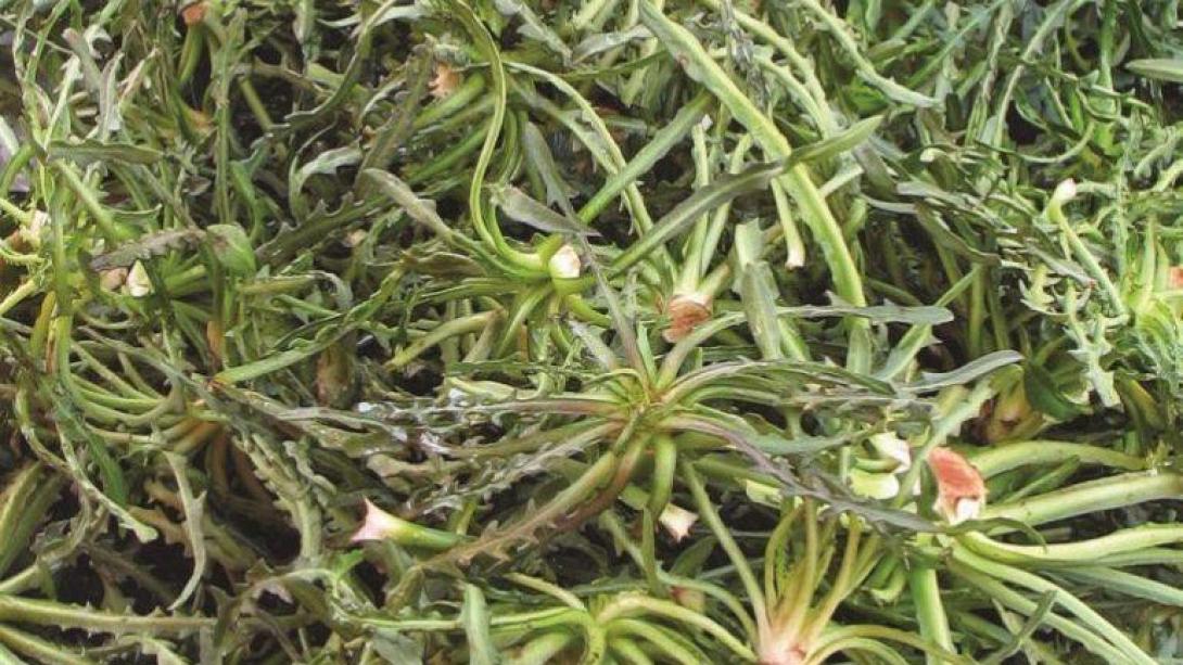 σταμναγκαθι