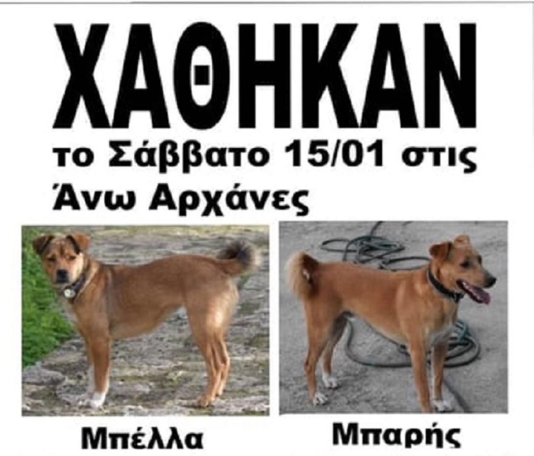 χαθηκαν σκυλοι