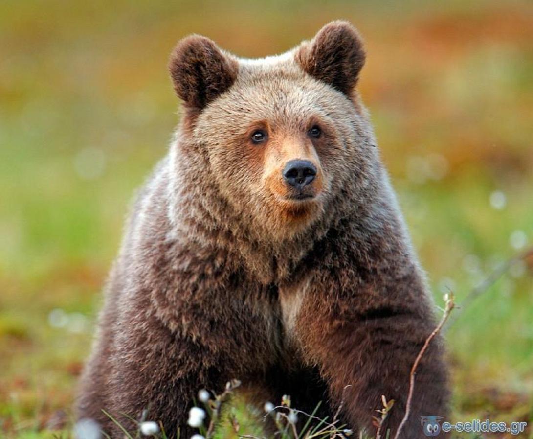 αρκούδα