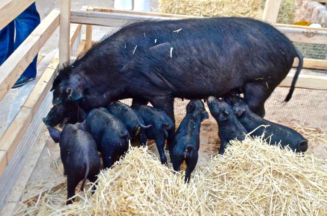 μαύρος χοίρος