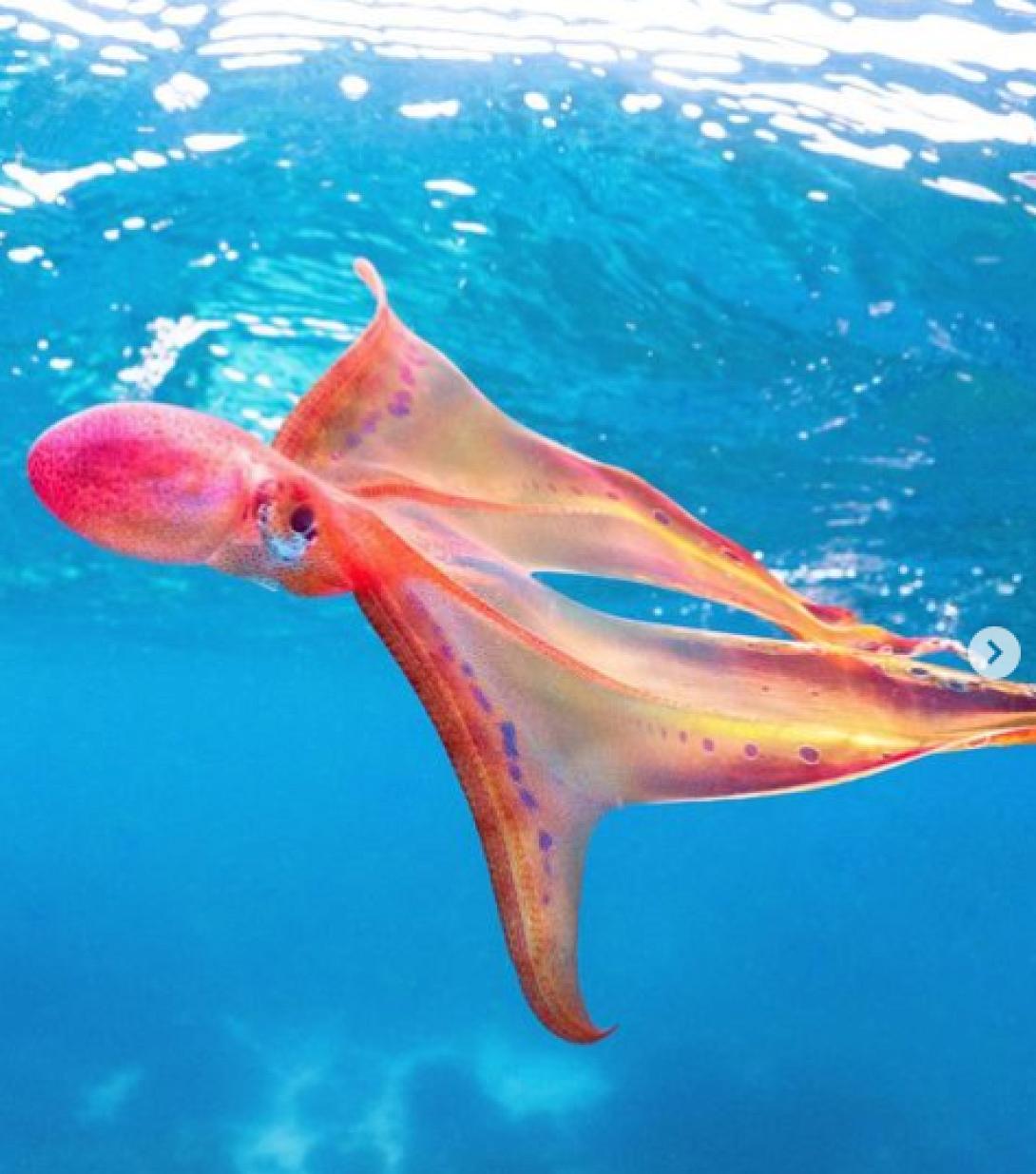 ΧΤΑΠΟΔΙ ΚΟΥΒΕΡΤΑ