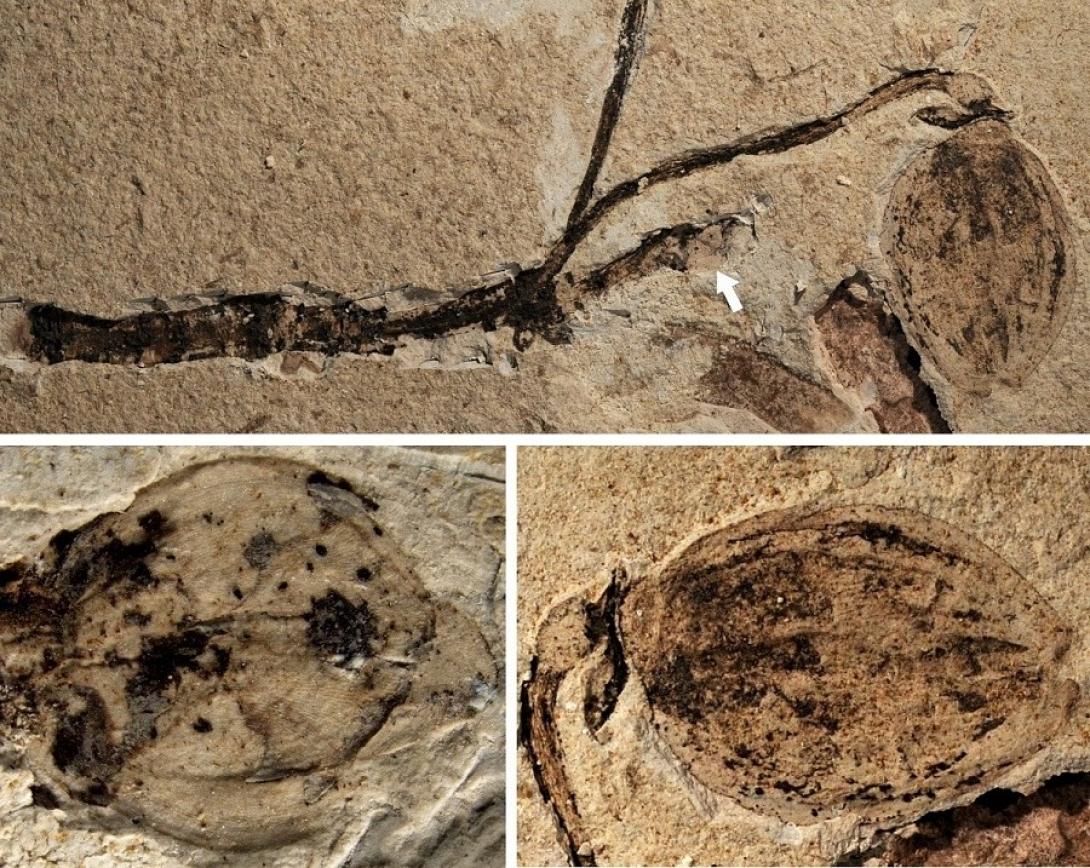 λουλούδι απολίθωμα