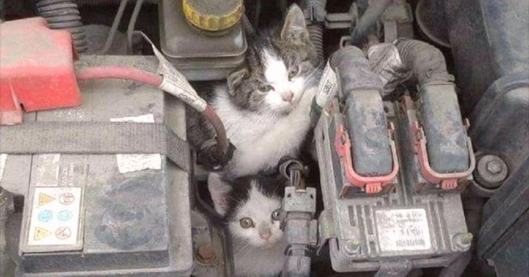 ΓΑΤΑΚΙΑ ΑΥΤΟΚΙΝΗΤΟ