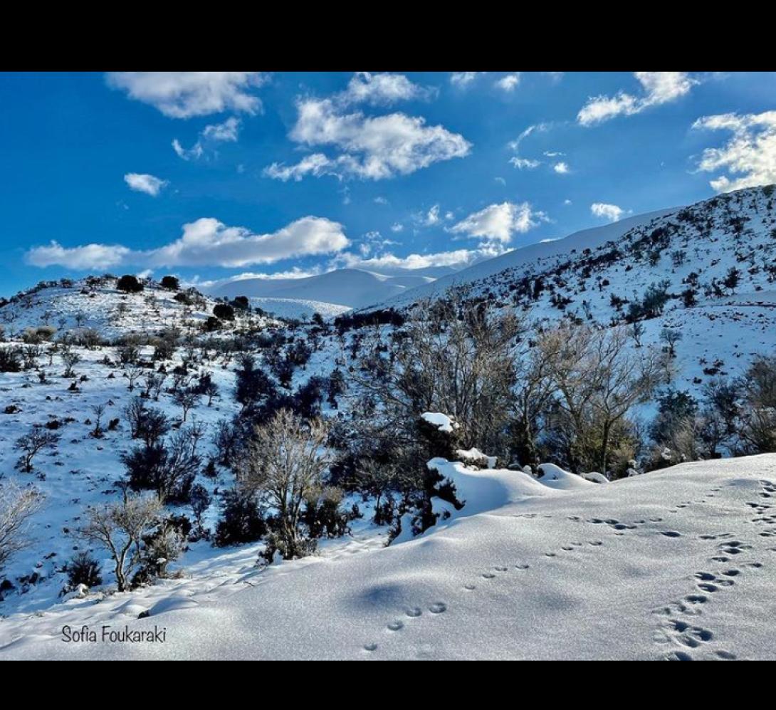 Ψηλορείτης