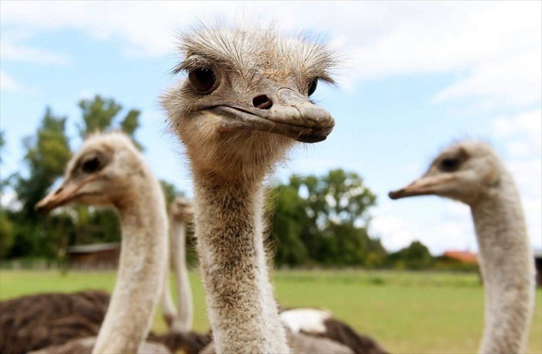 ΣΤΡΟΥΘΟΚΑΜΗΛΟΙ