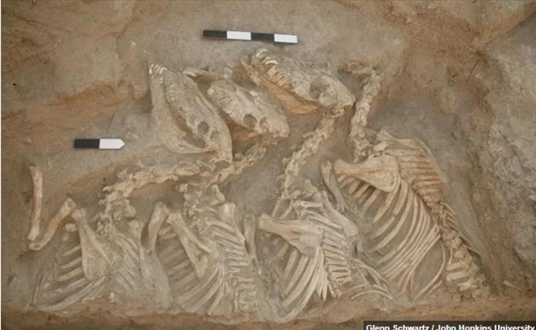 ΜΕΣΟΠΟΤΑΜΙΑ ΓΑΙΔΑΡΟΙ