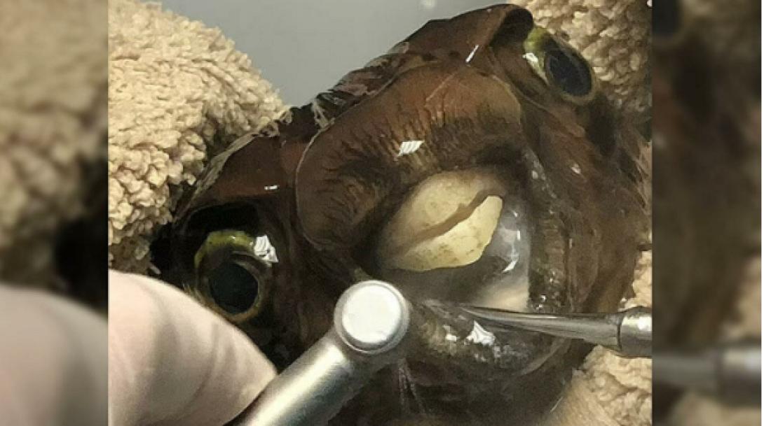 ΨΑΡΙ ΣΤΟΝ ΟΔΟΝΤΙΑΤΡΟ