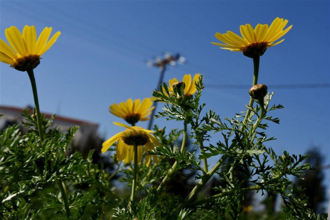 Τι μπορεί να είναι η πρώιμη άνοιξη 