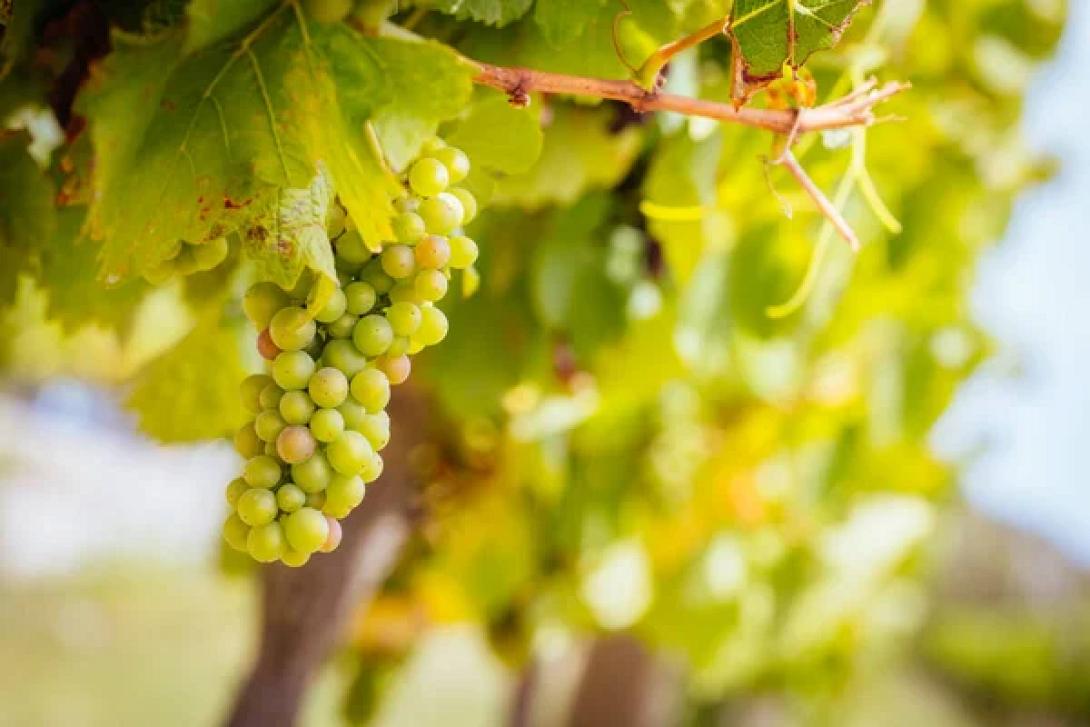 παραγωγοί της Αυστραλίας