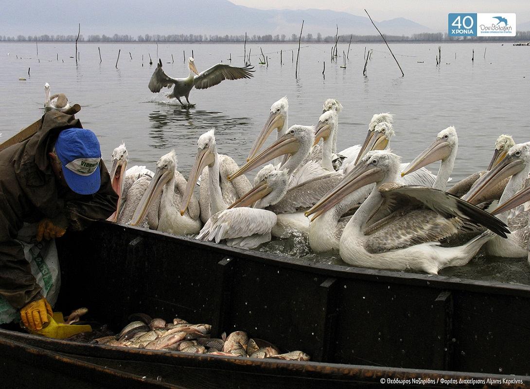 αργυροπελεκάνοι ψαράς