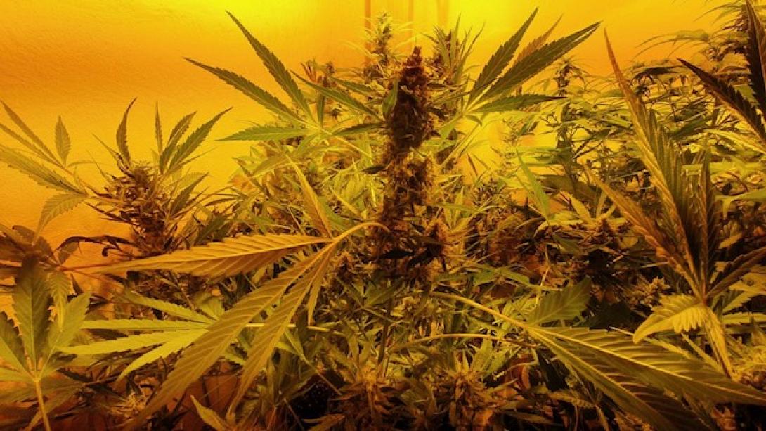Ναρκωτικά δενδρύλλια κάνναβης
