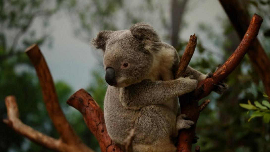 Είδος υπό εξαφάνισης χαρακτηρίστηκαν τα κοάλα