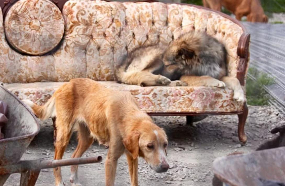 κυνοκομειο