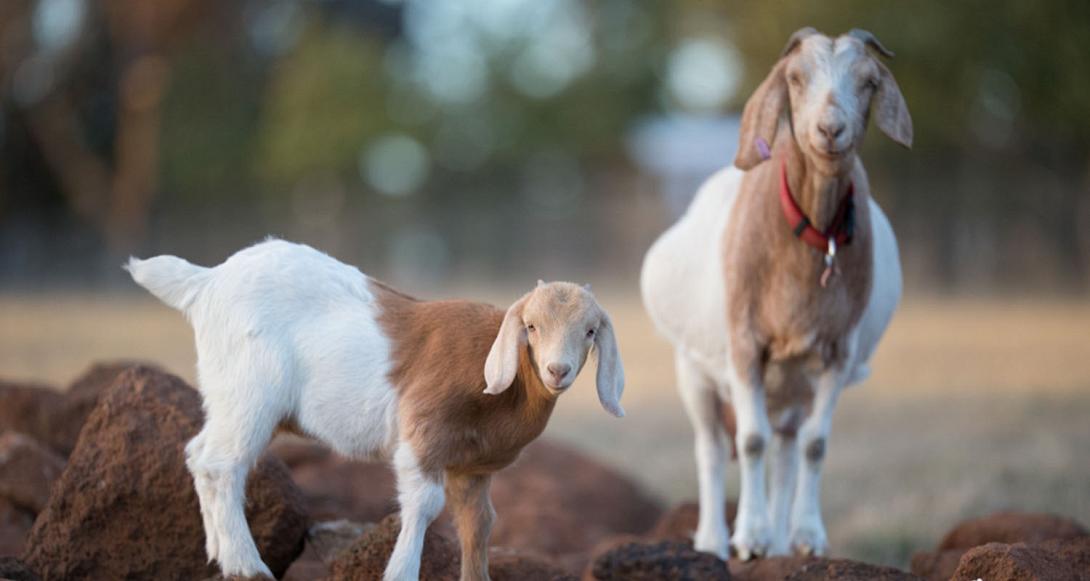 Ξεκινά ο εμβολιασμός των αιγοπροβάτων 