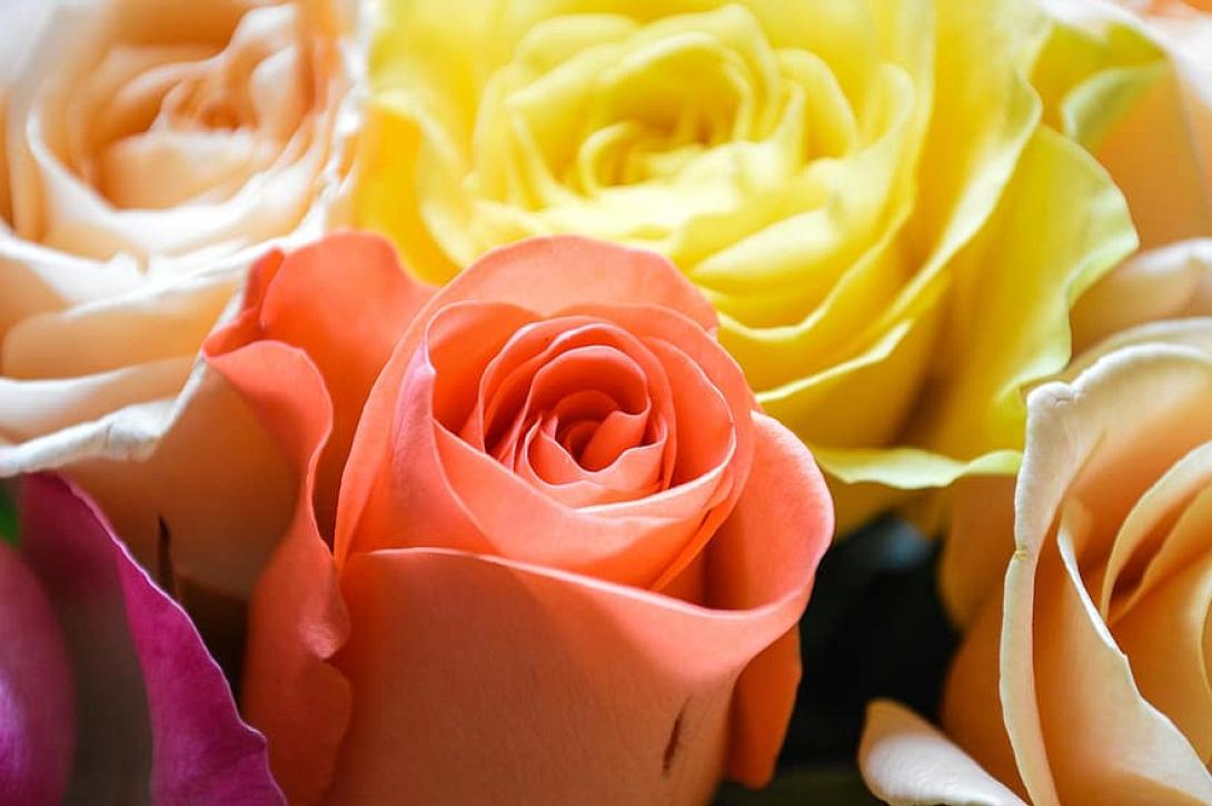 τριαντάφυλλα