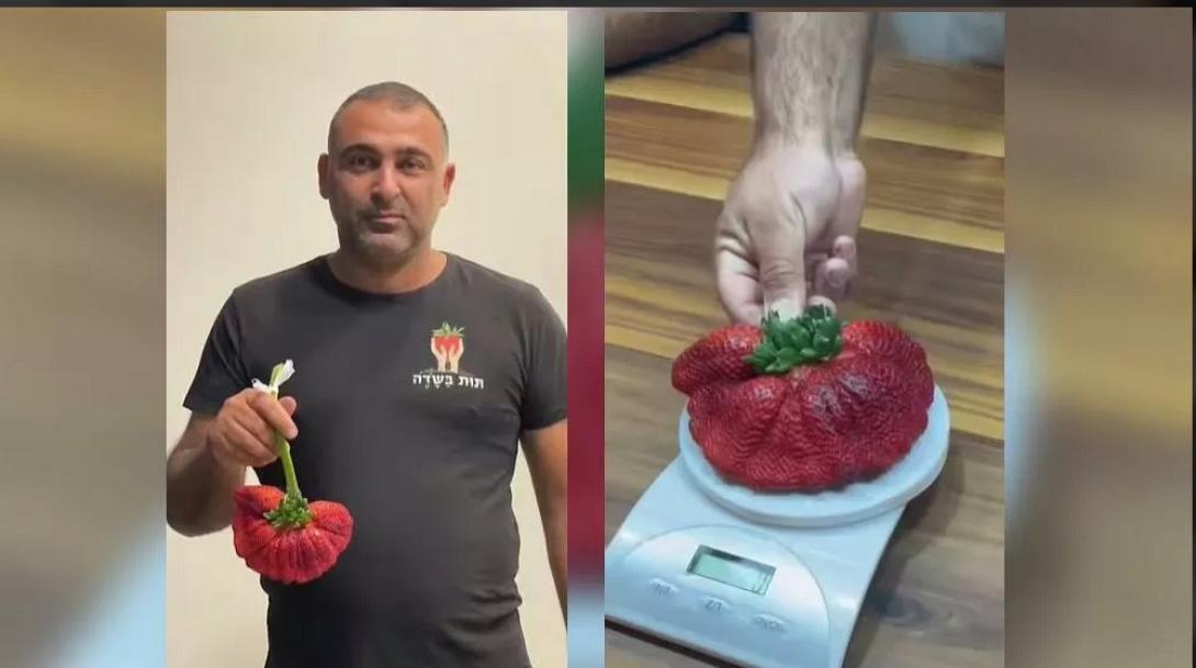 τεραστια φραουλα