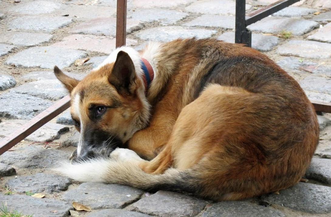 ζωα συντροφιάς