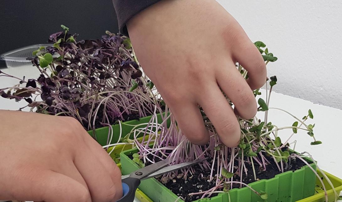 μικρολαχανικά