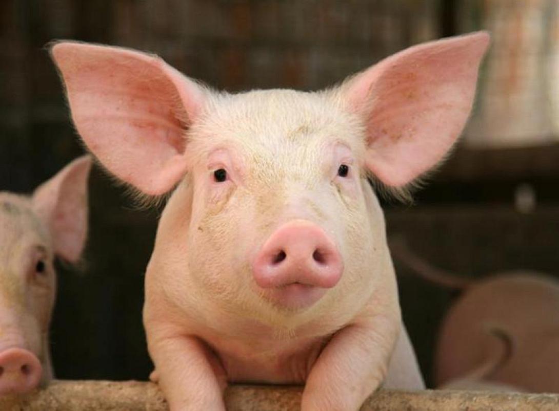 Προβληματίζει η πορεία του κλάδου χοίρειου κρέατος την ΕΕ