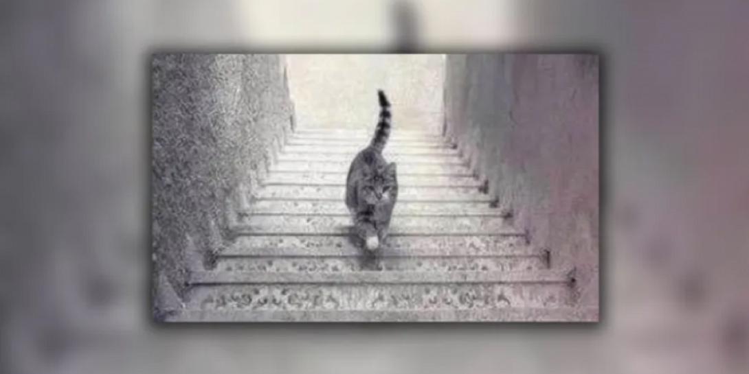 Η viral ψευδαίσθηση με την γάτα 