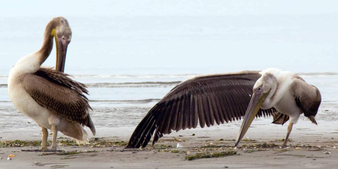 Θερίζει η γρίπη των πτηνών στη λίμνη Πρέσπα