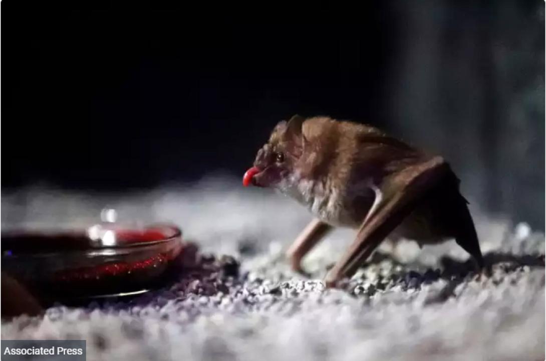 νυχτεριδα βαμπιρ