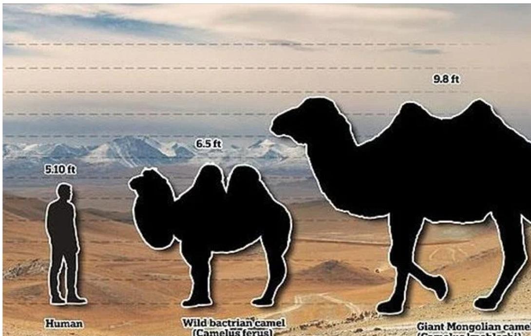 ΑΝΘΡΩΠΟΣ ΚΑΙ ΚΑΜΗΛΕΣ