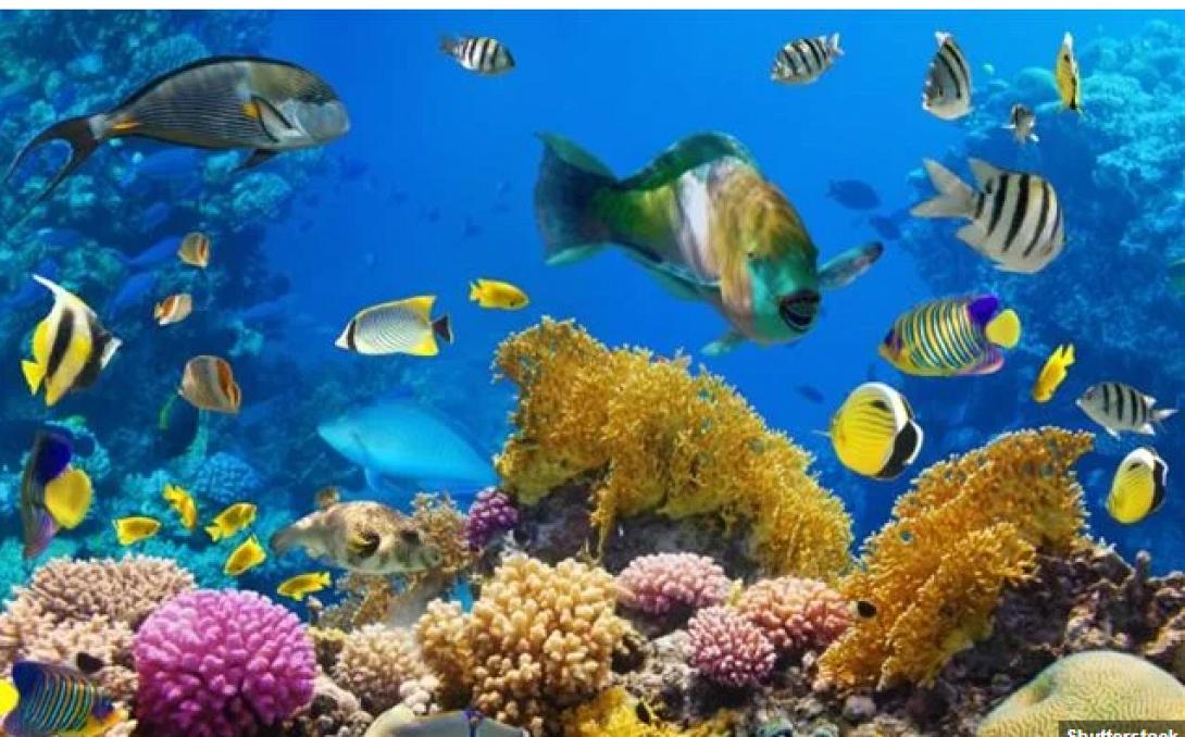 ΚΟΡΑΛΛΙΑ ΨΑΡΙΑ ΒΥΘΟΣ