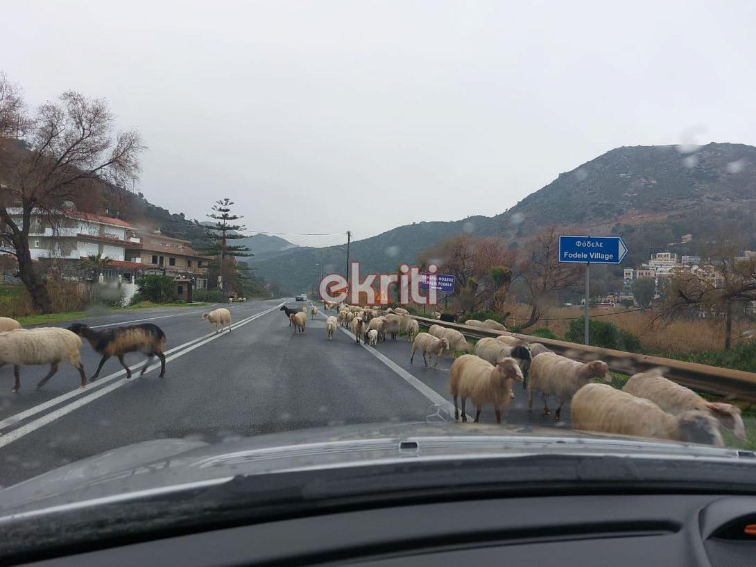 αρνιά - ΒΟΑΚ