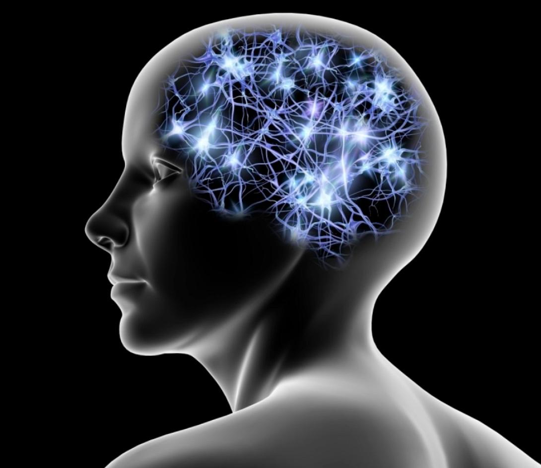 εγκέφαλος, εγκεφαλικά κύτταρα