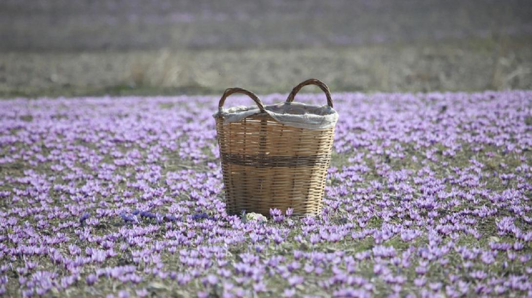 Ο κρόκος κατάγεται από την Ελλάδα της Εποχής του Χαλκού