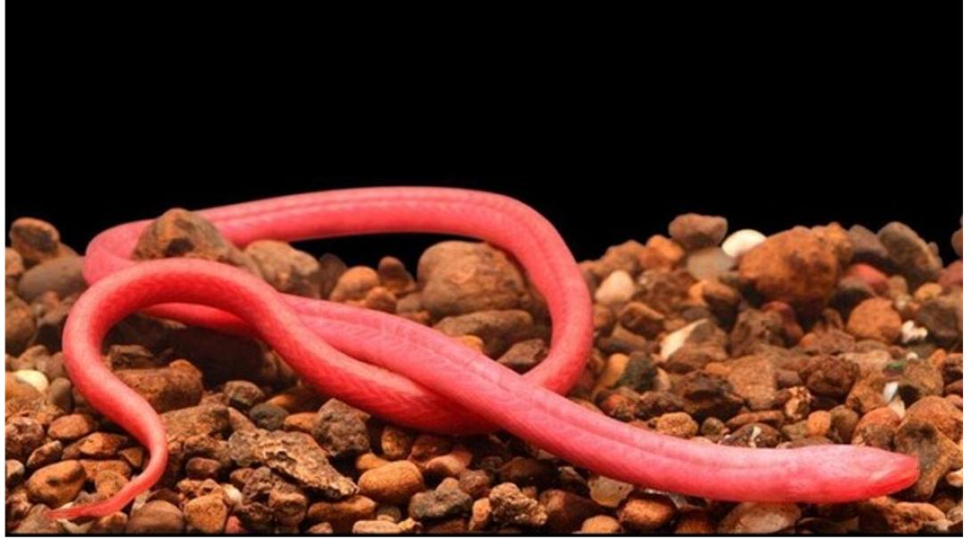 212 νέα είδη ψαριών ανακάλυψαν οι επιστήμονες 