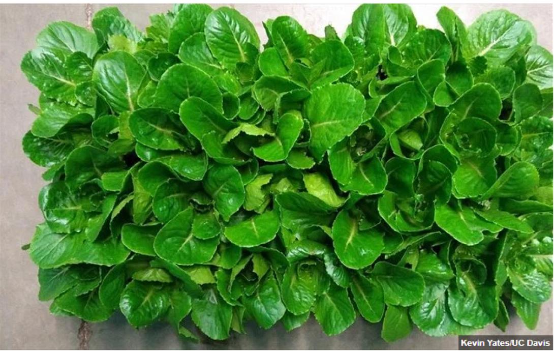 ΔΙΑΣΤΗΜΙΚΟ ΜΑΡΟΥΛΙ