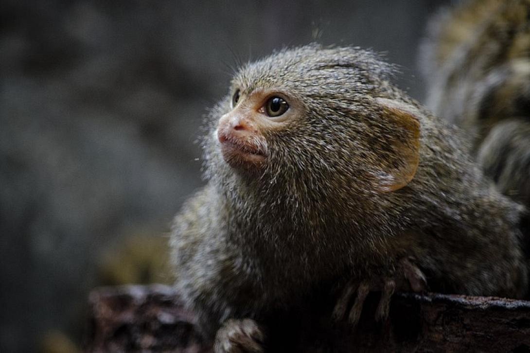 Παράνομες αγγελίες προσφέρουν για πώληση απειλούμενα ζώα 